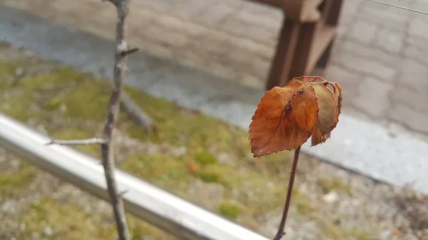 Feuilles brunes séchées sur une branche de plante pendant la saison automnale . — Photo