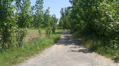 Yaya yolu veya kamu yürüyüş için yanlarında ağaçlar ile yürüyüş yolu