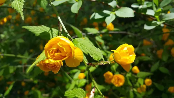 Yeşil yapraklı arka planda sevimli sarı çiçeğin yakın görüntüsü — Stok fotoğraf