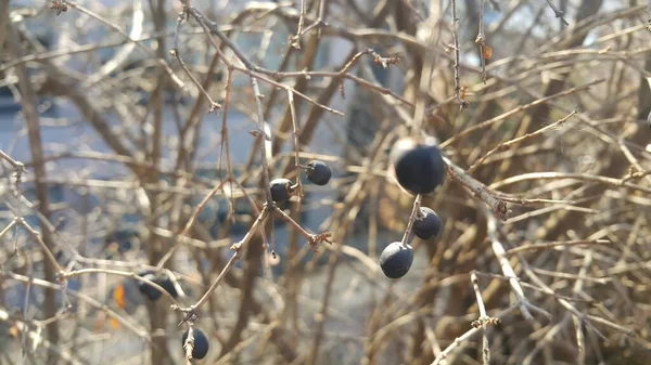 Vue rapprochée des frênes des montagnes noires — Photo