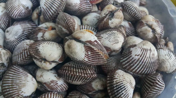 Fresh raw sea cockles background, sea shells, favorite dish of seafood — ストック写真