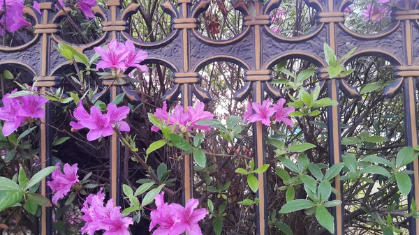 금속 막대를 가로 질러 분홍색 꽃잎이있는 여러 분홍색 꽃의 전경을 가까이서 볼 수 있습니다. — 스톡 사진
