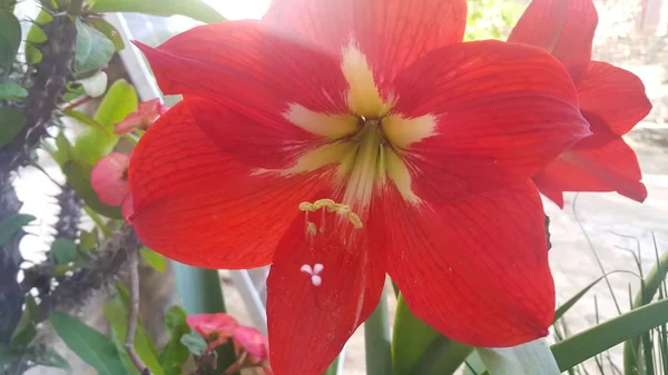 Fleur rouge avec étamines et feuilles vertes en arrière-plan — Photo