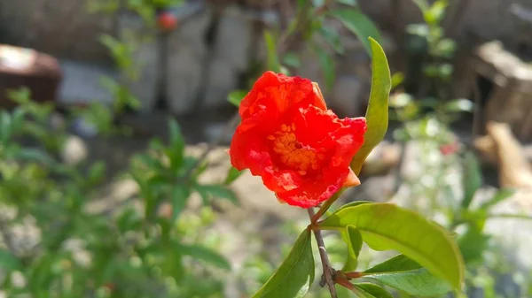 Red flower with stamens and green leaves in background — Stock Photo, Image