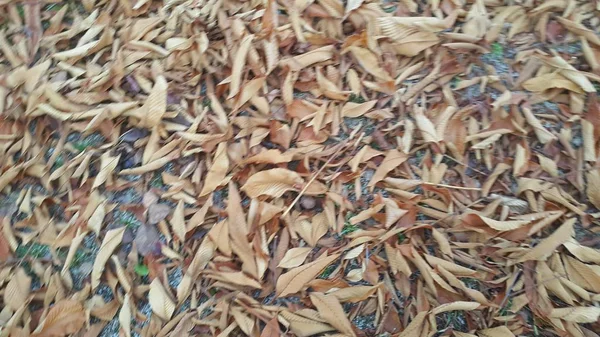 Folhas verdes marrons e frescas secas no chão durante a temporada de outono — Fotografia de Stock