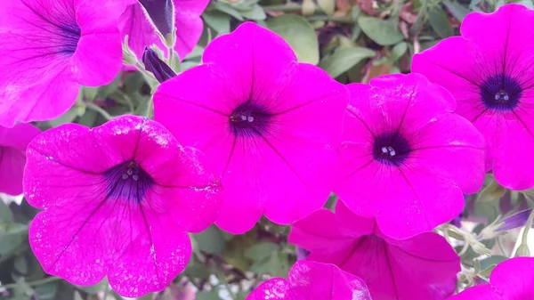 Vista de perto de várias flores cor-de-rosa sob a luz do sol com pétalas rosa — Fotografia de Stock