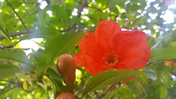 Red flower with stamens and green leaves in background — Stock Photo, Image