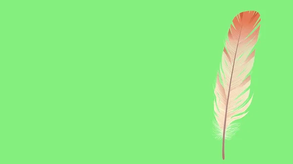 Мягкие шелковистые перья, изолированные копировальным пространством для текста и рекламы — стоковое фото