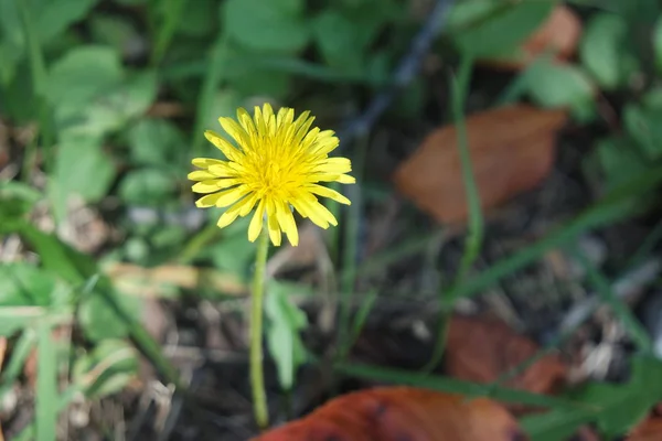 Closeup view of lovely yellow flower against a green leaves background — Stock Photo, Image