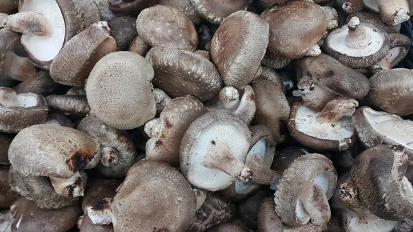 Close-up beeld van grote stapel van vers geoogste champignons — Stockfoto