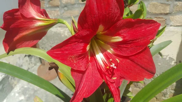 Fiore rosso con stami e foglie verdi sullo sfondo — Foto Stock