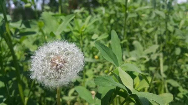 흐린 녹색 잎 배경에 선택적으로 초점을 맞춘 섬세한 푹신한 꽃 — 스톡 사진