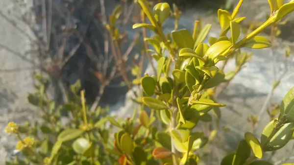 Vista de perto de folhas verdes na estação de primavera . — Fotografia de Stock