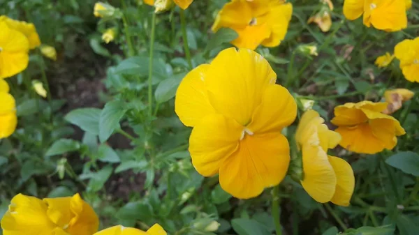 Vista de cerca de la hermosa flor amarilla sobre un fondo de hojas verdes —  Fotos de Stock