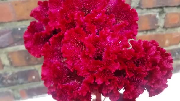 Video Flores Rojas Con Pétalos Rojos Hojas Verdes Moviéndose Aire — Vídeos de Stock