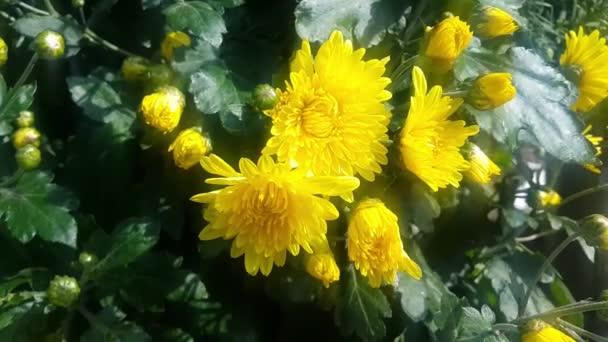 Close Zicht Mooie Gele Bloemen Tegen Een Groene Bladeren Wazig — Stockvideo