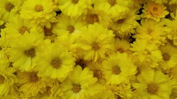 Detailní pohled na krásné žluté květy na zeleném pozadí