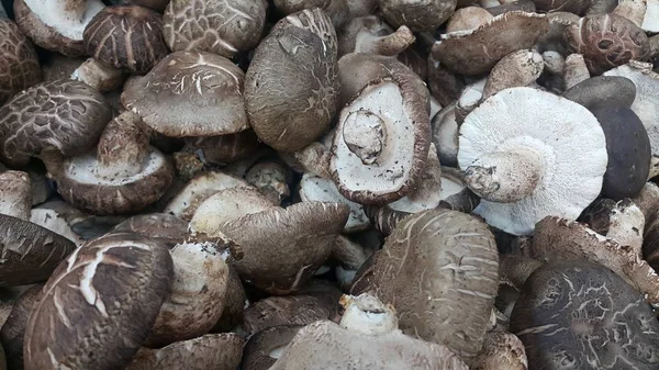 Vista de perto da grande pilha de cogumelos frescos colhidos . — Fotografia de Stock