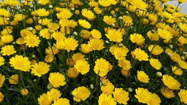 Крупный план прекрасный желтый цветок на фоне зеленых листьев — стоковое фото