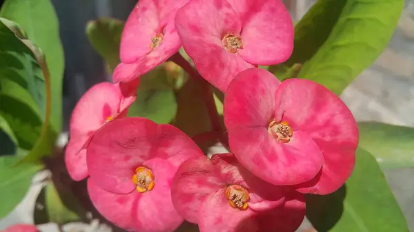 Fleur rouge avec étamines et feuilles vertes en arrière-plan — Photo