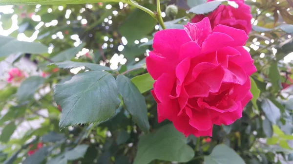 Arka planda stamens ve yeşil yaprakları ile Kırmızı gül çiçek — Stok fotoğraf