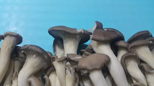 Крупним планом вид на велику купу свіжих зібраних грибів . — стокове фото