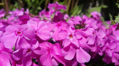 Pembe yaprakları ile güneş ışığı altında birkaç pembe çiçek görünümü yakın