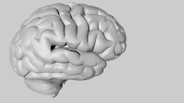 医学生のための人間の脳の解剖学的3Dモデル. — ストック写真