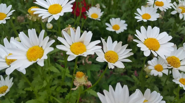 Close up of a lovely fresh white flower with green leaves background — Stock Photo, Image