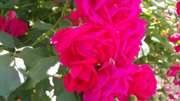 Arka planda stamens ve yeşil yaprakları ile Kırmızı gül çiçek — Stok fotoğraf