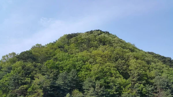 Vista de la hermosa escena del paisaje de árboles verdes y hierbas en grandes colinas —  Fotos de Stock