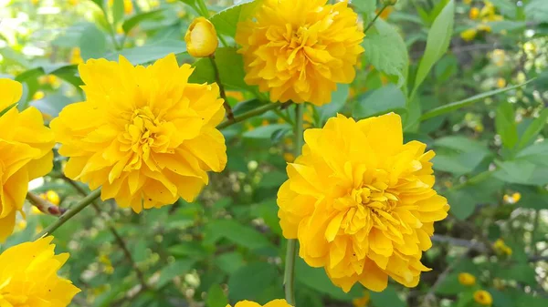 Widok z bliska piękny żółty kwiat na tle zielonych liści — Zdjęcie stockowe
