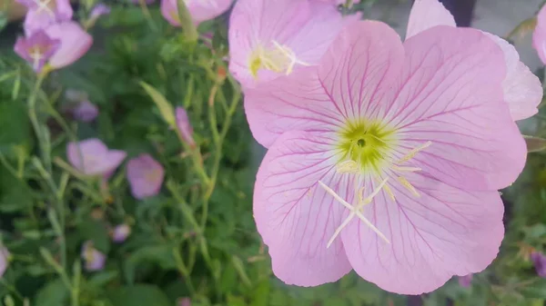 Vista de cerca de varias flores rosadas bajo la luz del sol con pétalos rosados — Foto de Stock