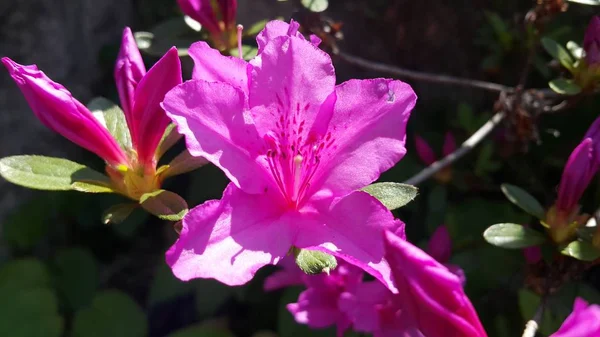 Vista de cerca de varias flores rosadas bajo la luz del sol con pétalos rosados — Foto de Stock