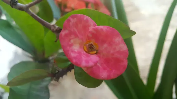 Flor vermelha com estames e folhas verdes no fundo — Fotografia de Stock