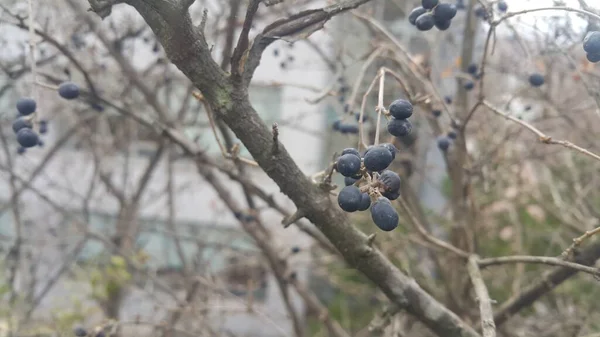 Closeup view of Black mountain ash berries — Stock Photo, Image