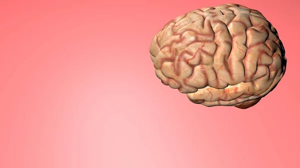 医学生のための人間の脳の解剖学的3Dモデル. — ストック写真