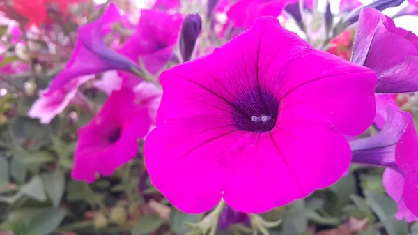 Vista da vicino di diversi fiori rosa sotto la luce del sole con petali rosa — Foto Stock