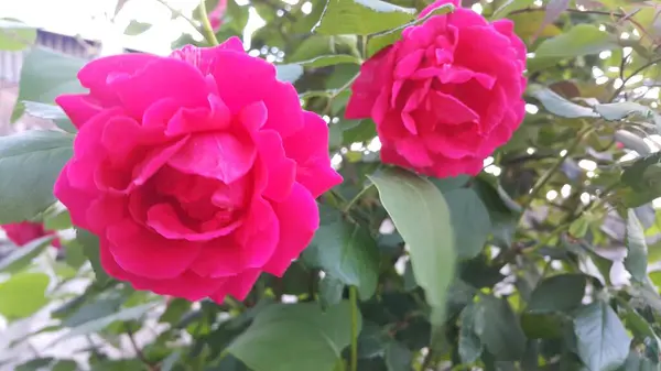 Κόκκινο τριαντάφυλλο λουλούδι με στάμες και πράσινα φύλλα στο παρασκήνιο — Φωτογραφία Αρχείου