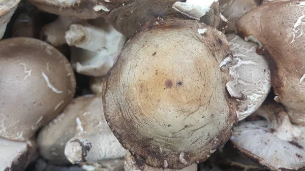 Крупним планом вид на велику купу свіжих зібраних грибів . — стокове фото
