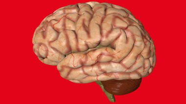 Tıbbi öğrenciler için insan beyninin anatomik 3D modeli.