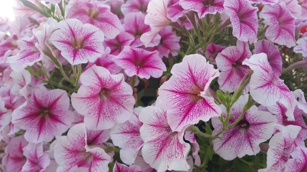 Закройте вид на несколько розовых цветков под солнечным светом с розовыми лепестками — стоковое фото
