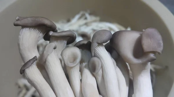 신선한 수확 버섯의 큰 더미의 클로즈업 보기. — 스톡 사진