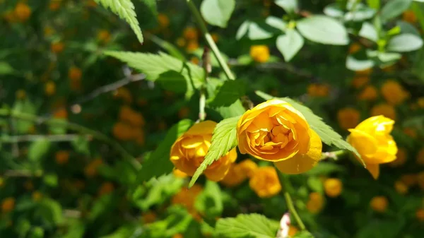 Primo piano vista di bel fiore giallo contro uno sfondo foglie verdi — Foto Stock