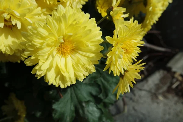 Vista de cerca de la hermosa flor amarilla sobre un fondo de hojas verdes — Foto de Stock