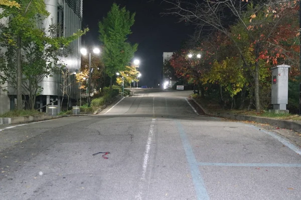 Vista noturna de um caminho pedestre pavimentado ou caminho a pé com árvores nas laterais — Fotografia de Stock