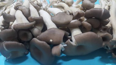 Taze hasat mantar büyük yığını closeup görünümü.