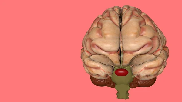Anatomiczny model 3D ludzkiego mózgu dla studentów medycyny. — Zdjęcie stockowe