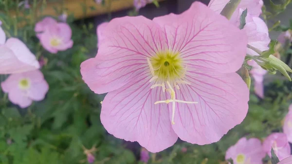 Vista de cerca de varias flores rosadas bajo la luz del sol con pétalos rosados — Foto de Stock