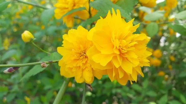 Primo piano vista di bel fiore giallo contro uno sfondo foglie verdi — Foto Stock